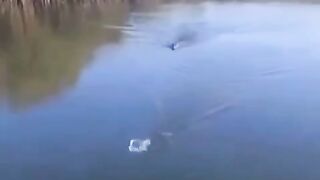 A crocodile swims up close to a man.