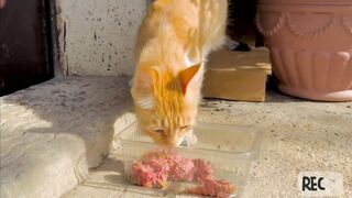 Funny Dogs and Cats Videos 2024 has the funniest animal videos of the week ????.