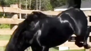 Smart animals and very suitable for entertaining ourselves