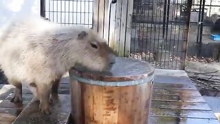 capybara taking a bath