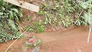 The kitten was trapped in the middle of the water