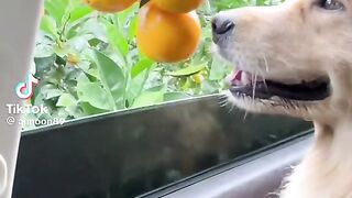 Приколи