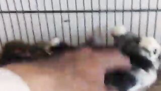 Just little babies