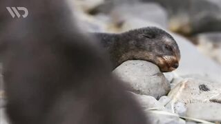 seals