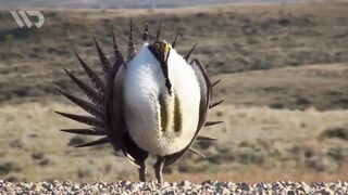 SAGE GROUSE