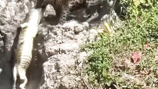 Why Jaguars are an Avengers Level Threat (and cheetahs are n