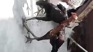 Bahut bura Kam hay