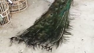 Tuntila di