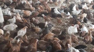 Cute Animal(Hen)