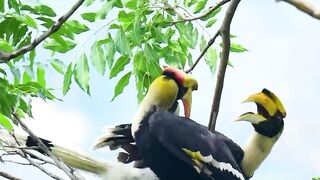 Something Crazy moment of Great Hornbill_Kiss _ Crazy _ Hanging Hornbill wildlife