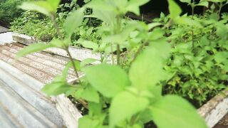 Green Leaves