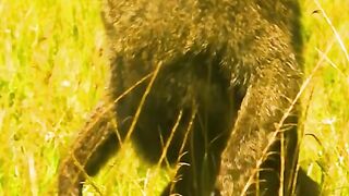 Wild world video