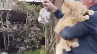 This man leaves out his cat’s fur so birds can use it to make their nests