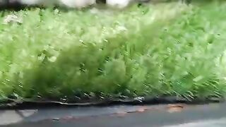 What rabbits
