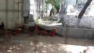 Different pheasant