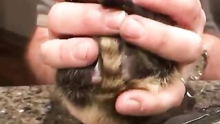 Raccoons purr like cats when they're happy