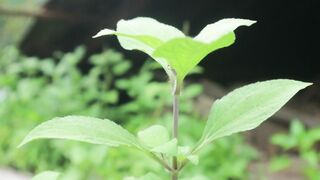 Fresh Wonders of Nature