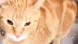 very naughty cat