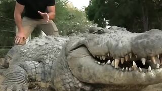 Самый старый крокодил/The oldest crocodile