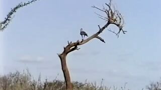 Nature life...animals