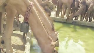 camal
