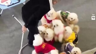 Cute trained Puppy Dancing