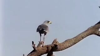 Nature life...animals