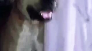 Dog name killer