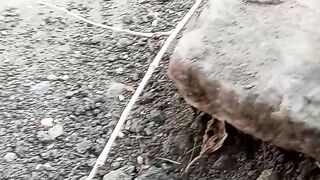 Grasshopper Vs. Spider