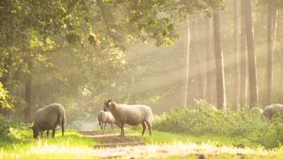 Beautiful Goats in the Jungle