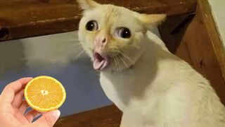 ry Not To Laugh ???? Best Funny Cats And Dogs ???????? Part 14 | Funny Animals