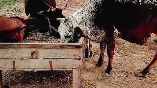Animal Life in a village place city Kasur