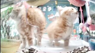 Two of them: The Kittengarten????????