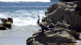 Sea Bird is so Amazing