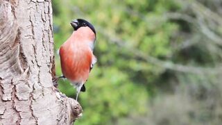 Wood Cutting Bird