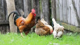 Red Chicken