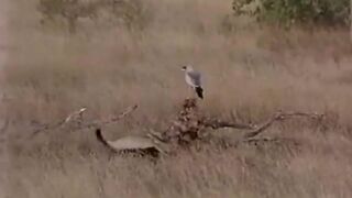 Nature life...animals