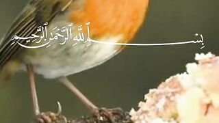 قرآن_ كريم# سورة_ الكهف