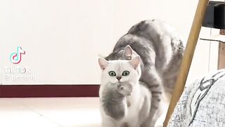 Cat’s family