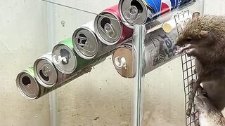 Best home mouse trap best