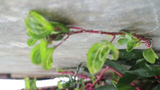 Ants, Nature's Tiny Architects