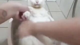 Funny Cat