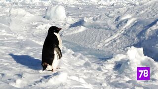 Charming birds say hello from Antarctica