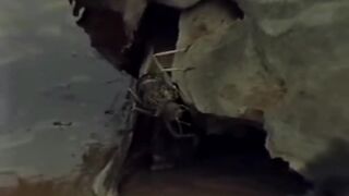 Nature life...animals