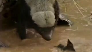 Nature life...animals