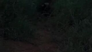Nature life...animals