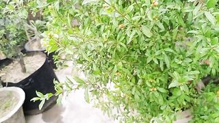 ماشاءاللہ ہمارے انار پہ دیکھیں کتنا زیادہ پھل ایا ہوا ہے