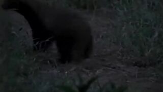 Nature life...animals