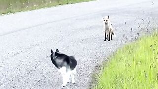 Wild Fox Befriends A Husky