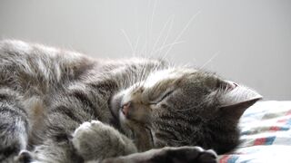 Gatinho fofo dormindo